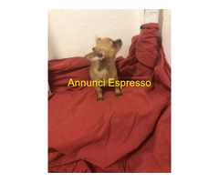 Chihuahua toy