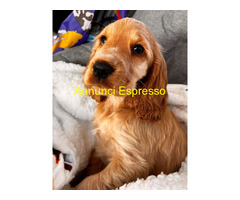 Cocker Spaniel maschietto