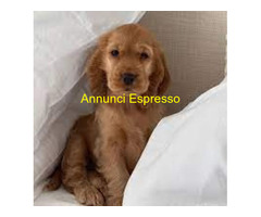 Cocker Spaniel maschietto