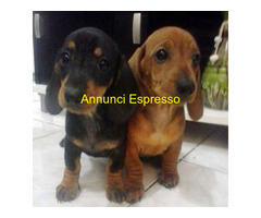 Bassotto nano cuccioli