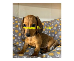 Bassotto nano cuccioli