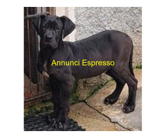Alano nero