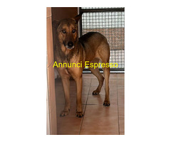 In regalo CANE METICCIO