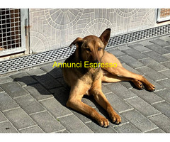 In regalo CANE METICCIO