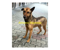 In regalo CANE METICCIO