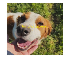 In regalo JIMMY simil Breton il cane per