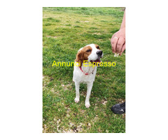 In regalo JIMMY simil Breton il cane per