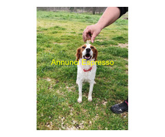 In regalo JIMMY simil Breton il cane per
