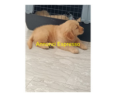 Cuccioli di Golden Retriever