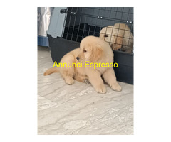 Cuccioli di Golden Retriever