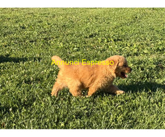 Cuccioli di Golden Retriever