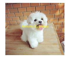 In regalo Bellissimi cuccioli di Maltese