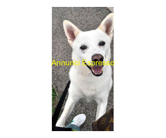 In regalo CANE METICCIO