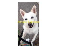 In regalo CANE METICCIO