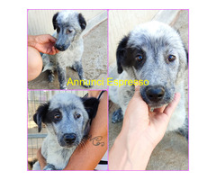 In regalo ELLIE MIX SETTER/MAREMMANO