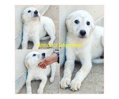 In regalo SOLEIL MIX SETTER/MAREMMANO