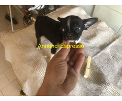 Chihuahua