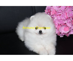 In regalo Bellissimi cuccioli di Pomeran