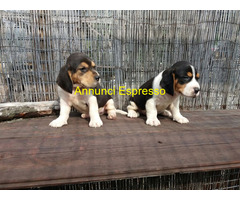 Beagle tricolore cuccioli