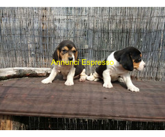Beagle tricolore cuccioli