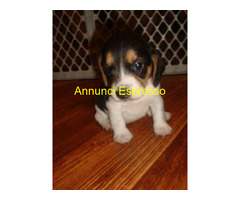 Beagle tricolore cuccioli