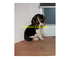 Beagle tricolore cuccioli