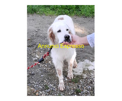 In regalo CANE SETTER INGLESE