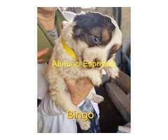 In regalo Cuccioli taglia media 2 mesi