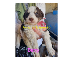 In regalo Cuccioli taglia media 2 mesi