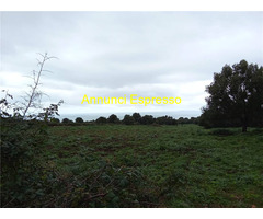  Vendita Terreno 250116 mq 
