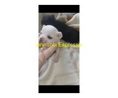 Chihuahua mini