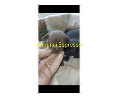 Chihuahua mini