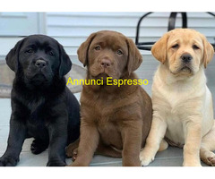 Labrador Retriever