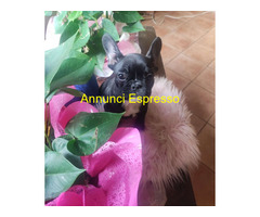 Bouledogue francese maschietto