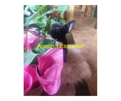 Bouledogue francese maschietto