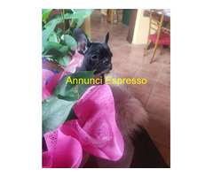 Bouledogue francese maschietto