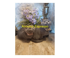 Certosini gatto