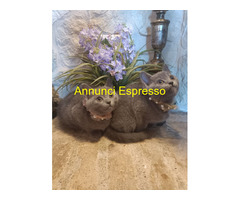 Certosini gatto