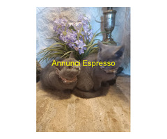 Certosini gatto