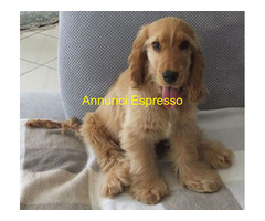 Cocker Spaniel cucciolone
