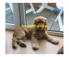 Cocker Spaniel cucciolone