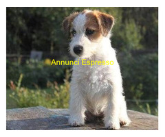 Jack Russell cuccioli