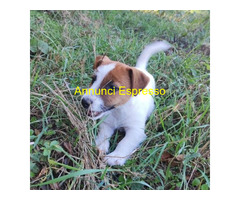 Jack Russell cuccioli