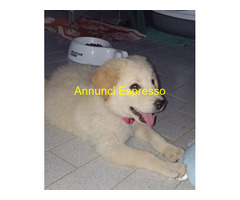 In regalo Cuccioli 3 mesi mix Labrador
