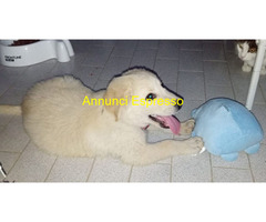 In regalo Cuccioli 3 mesi mix Labrador