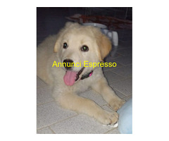 In regalo Cuccioli 3 mesi mix Labrador