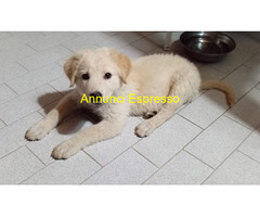 In regalo Cuccioli 3 mesi mix Labrador