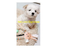 Maltipoo