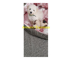 Maltipoo