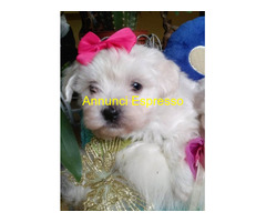 Maltese toy cuccioli